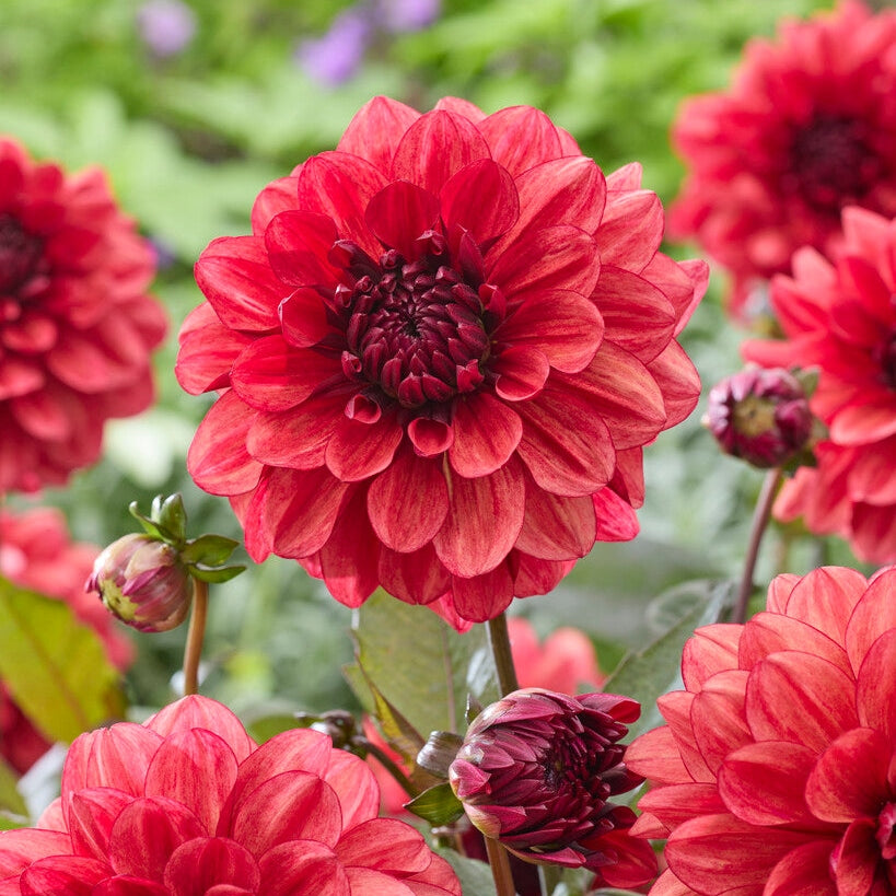 Dahlia Orient Express Dekorativ 1-pack NYHET